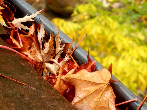 Professional Roof Gutter Debris Removal